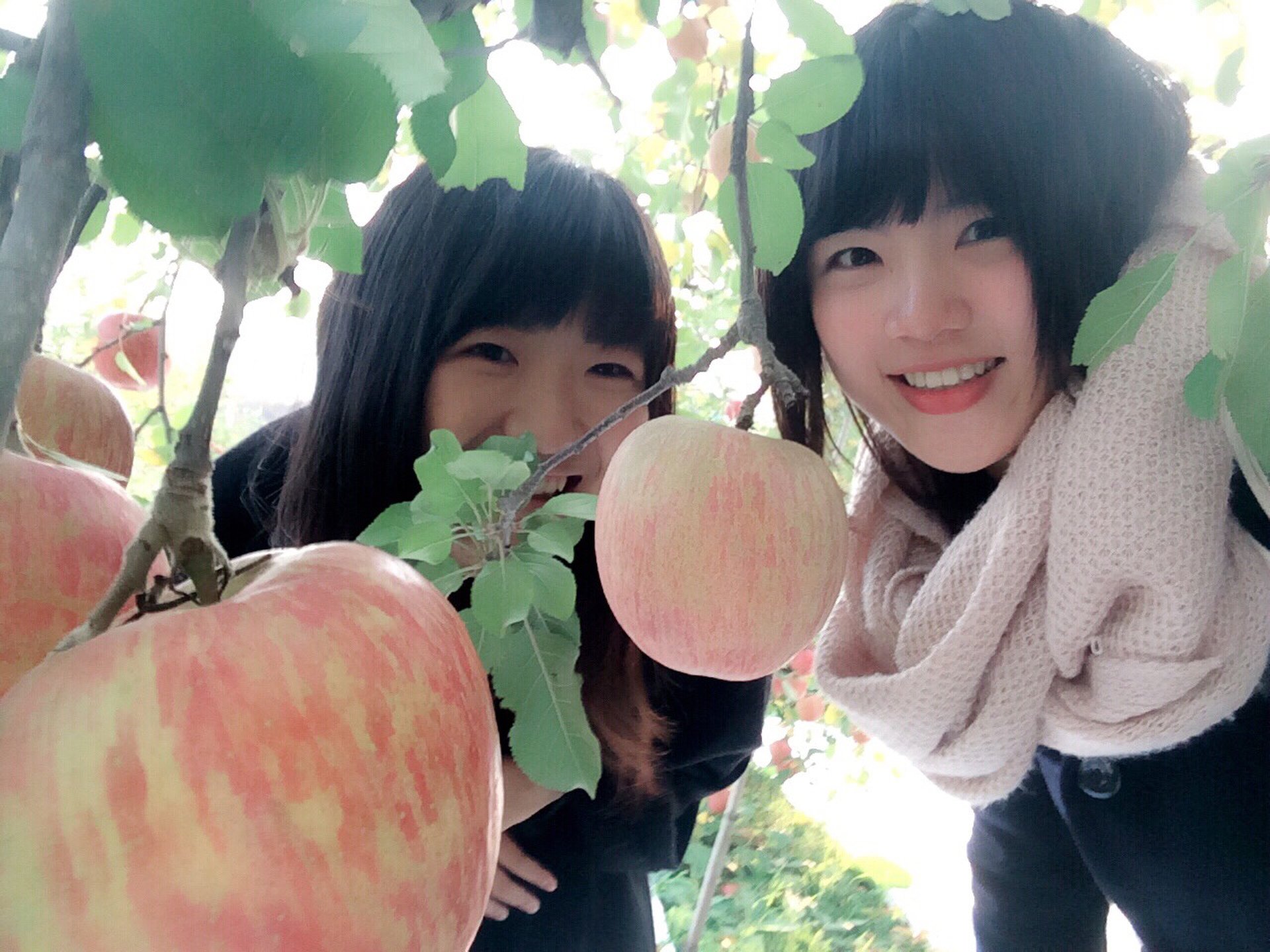 福島県国見町で「りんご狩り体験」美味しすぎるりんごの狩り方を伝授♡