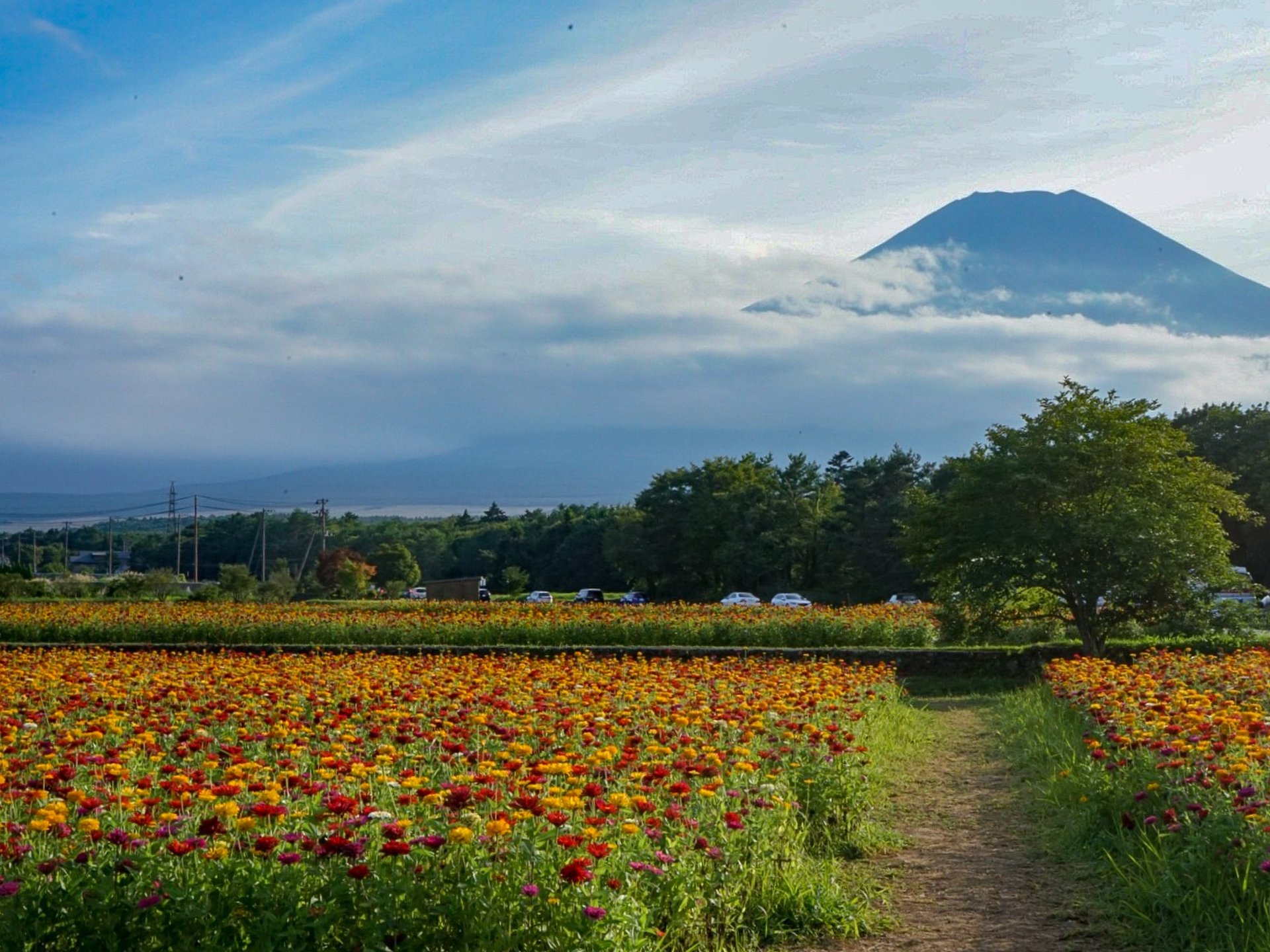 富士山×フラワー ダイナミックな富士山とカラフルなお花に癒される旅