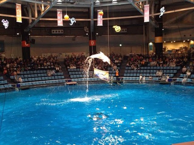 充実したイベントが盛りだくさん しながわ水族館の完全ガイド Playlife プレイライフ