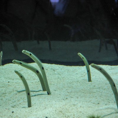 すみだ水族館