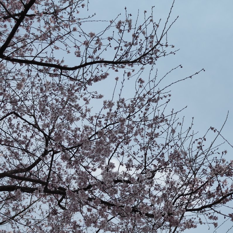 飯山白山森林公園