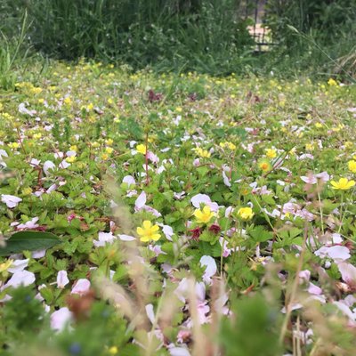 ラディアン花の丘公園