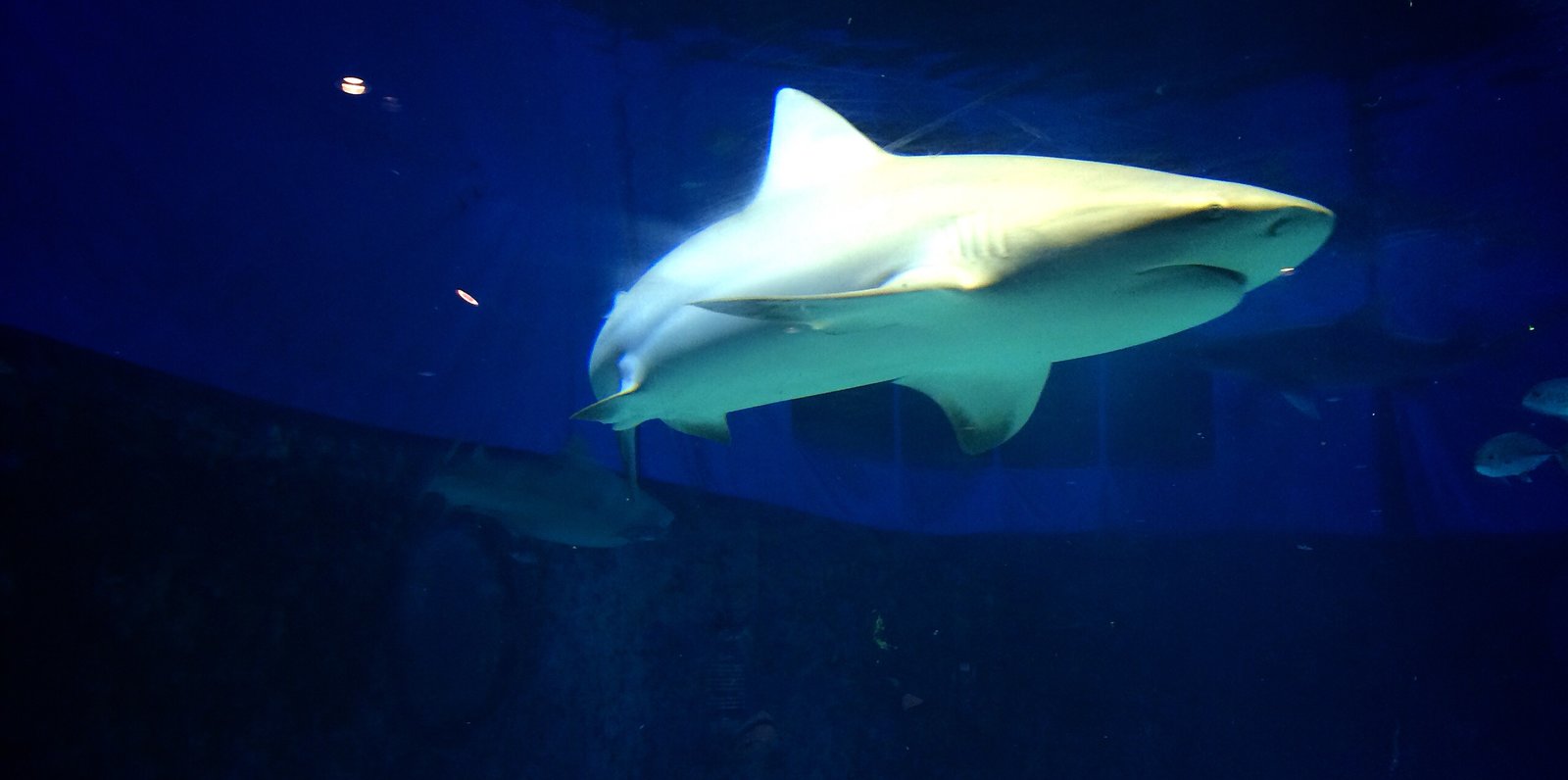 沖縄美ら海水族館