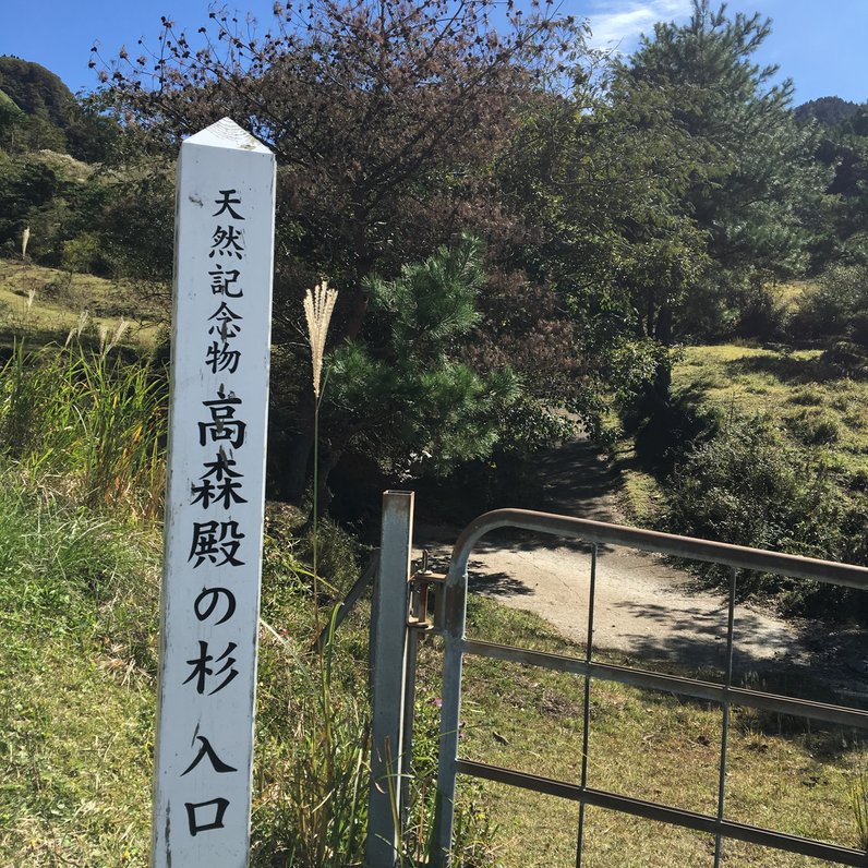 高森殿の杉