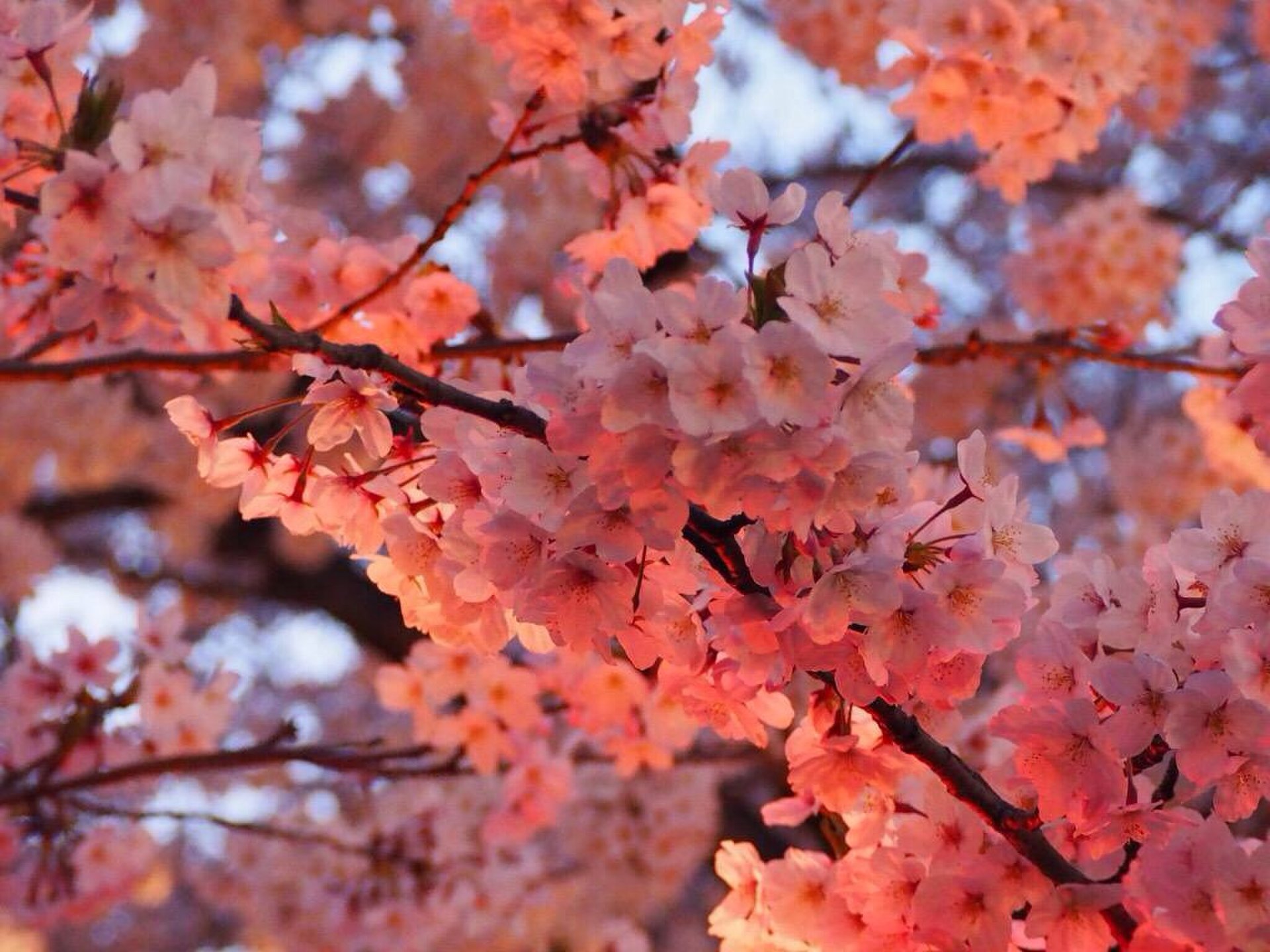 【目黒川の桜が見えるレストラン】ゆっくりお食事をしながらお花見鑑賞♪