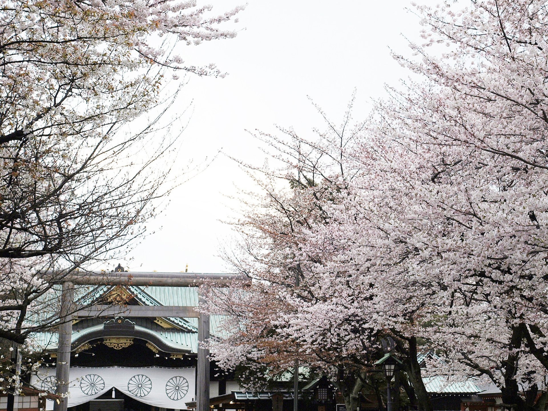 靖国神社で、お花見を楽しんで、遊就館をじっくり見学【標準木、スタンプ、さくらさくら、千鳥ヶ淵】