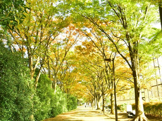 大井ふ頭中央海浜公園スポーツの森