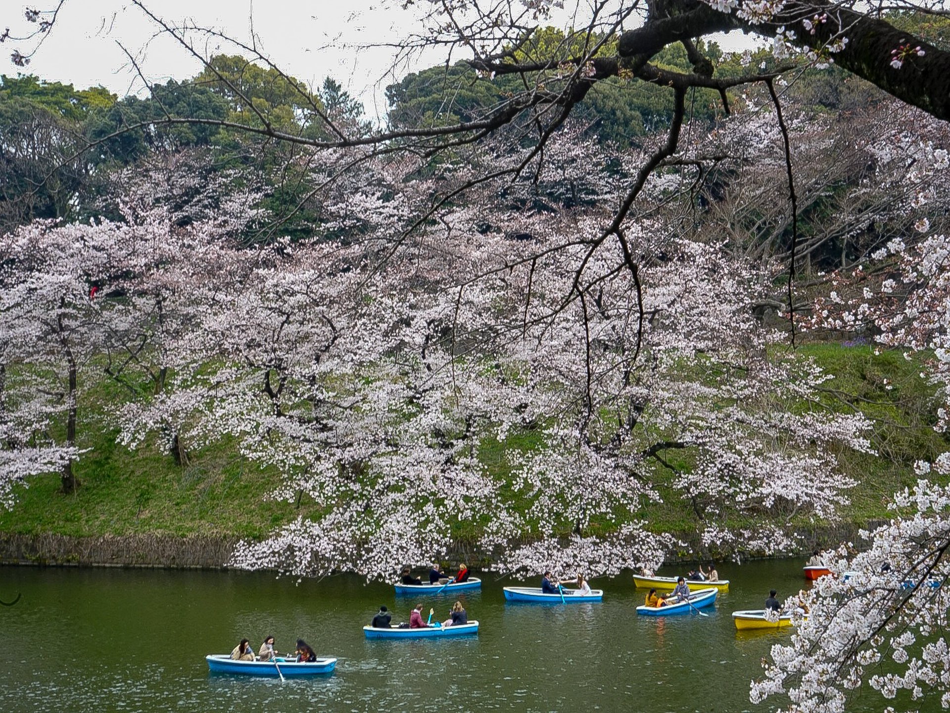 【日本の中心で花見】千鳥ヶ淵の桜を見たらおいしいとんかつ屋へ！春の千代田区を散策