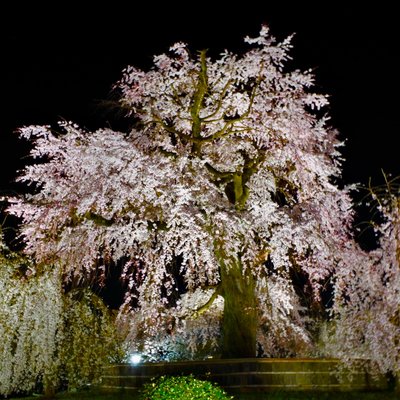 円山公園 枝垂桜