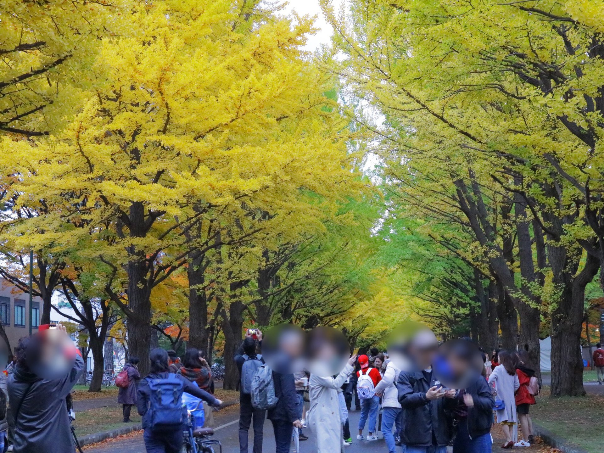 北海道大学イチョウ並木