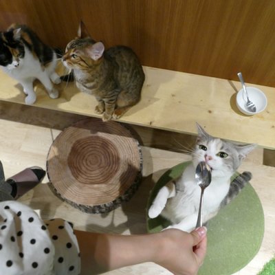 猫カフェ 猫喫茶 空陸家 広島本通店