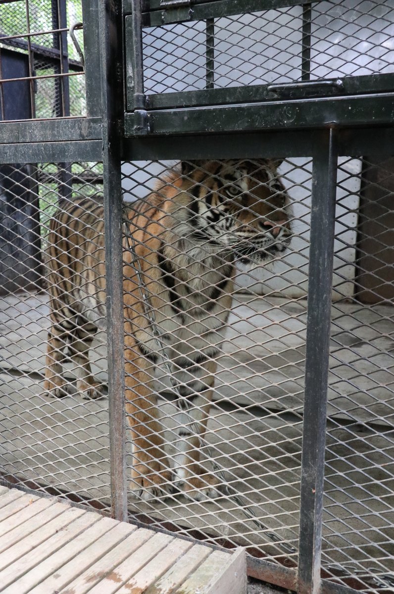 所有自我責任 餵獅子 鱷魚ここ 潛入危險的動物園 北野札幌 Playlife 玩生活