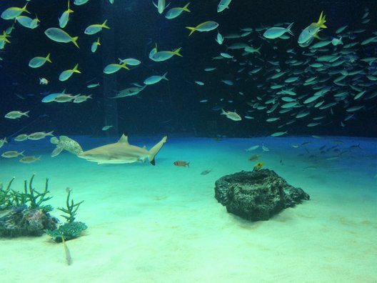 サンシャイン水族館