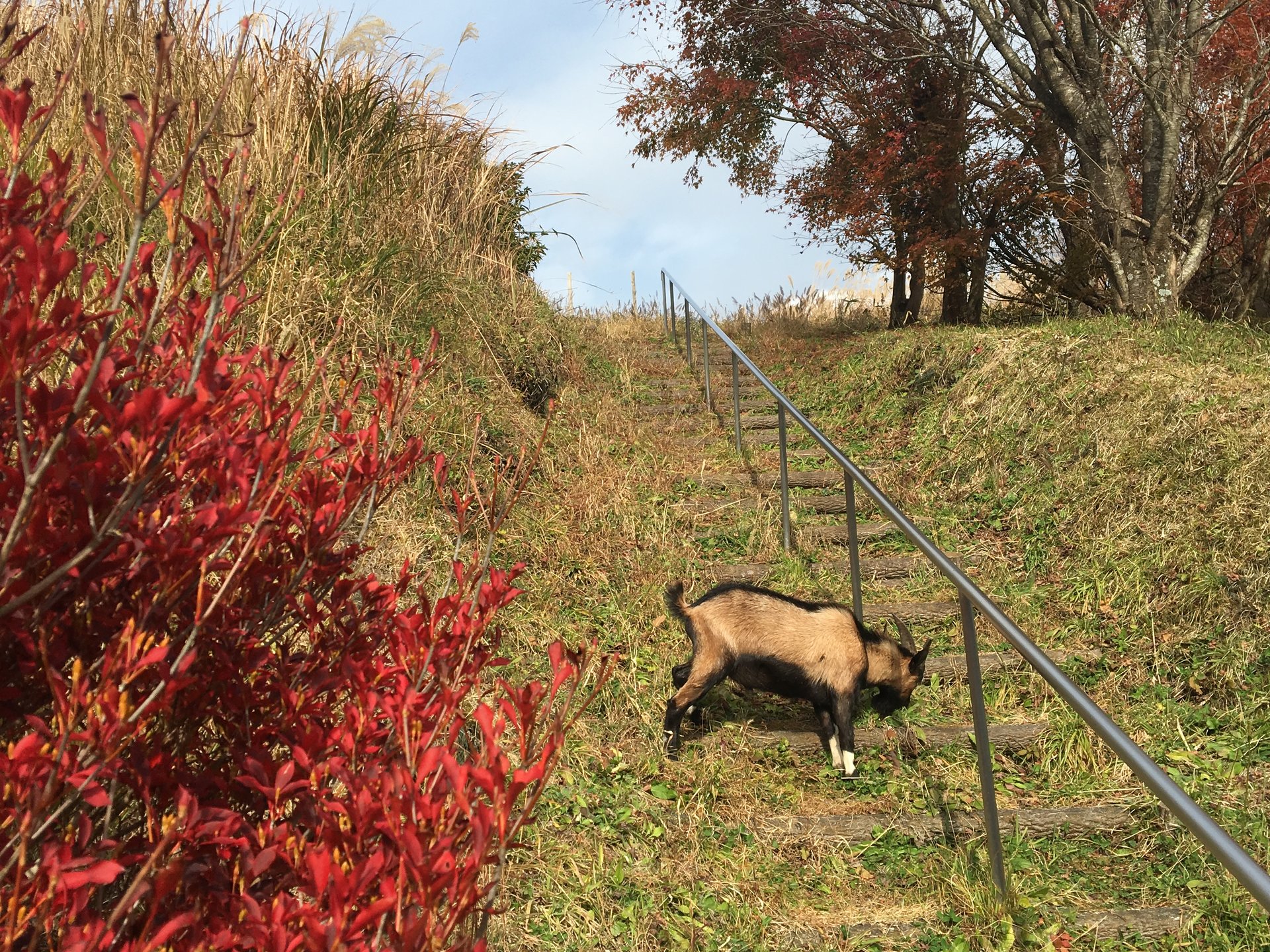 四季彩ロードを楽しむドライブ☆天ヶ谷渓谷で紅葉を楽しみ【町田バーネット牧場】で動物とのふれあう♪
