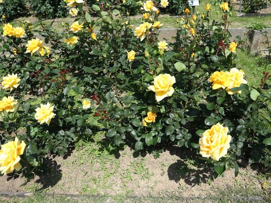 島田市ばらの丘公園