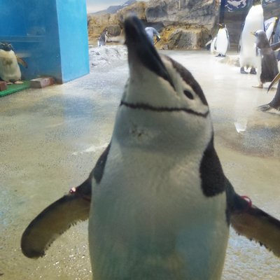 長崎ペンギン水族館