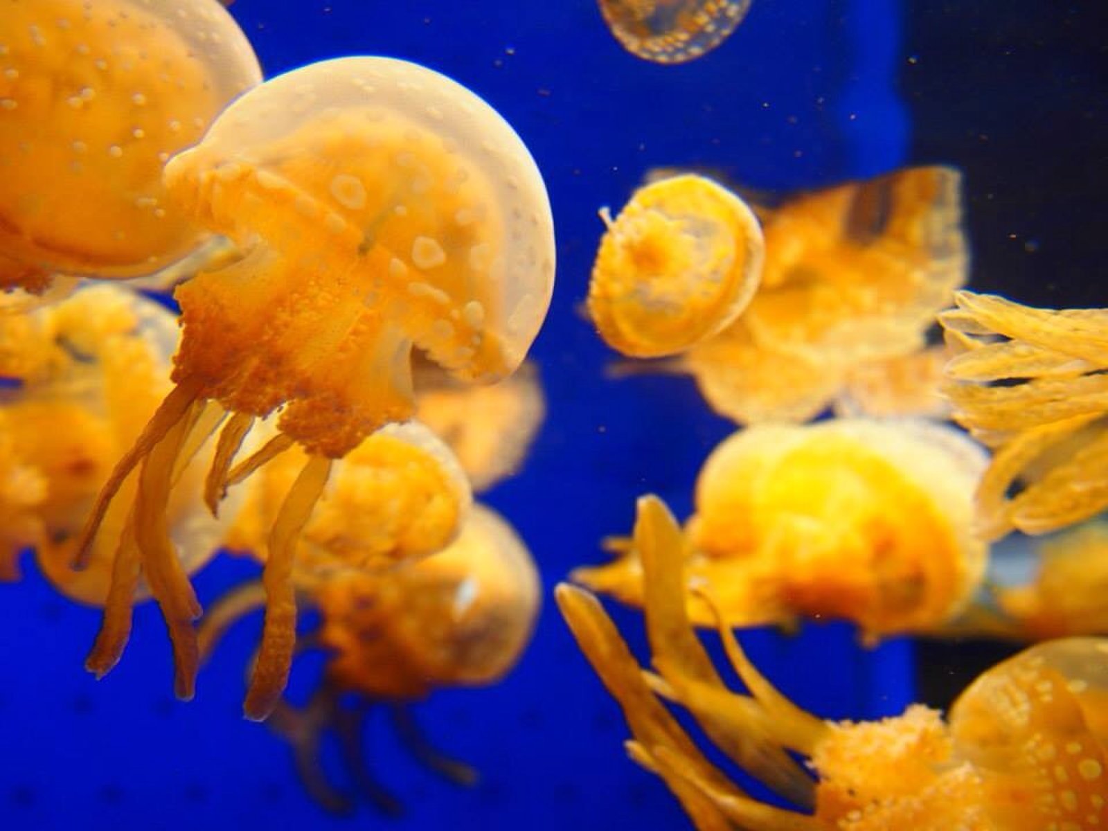 いおワールド かごしま水族館