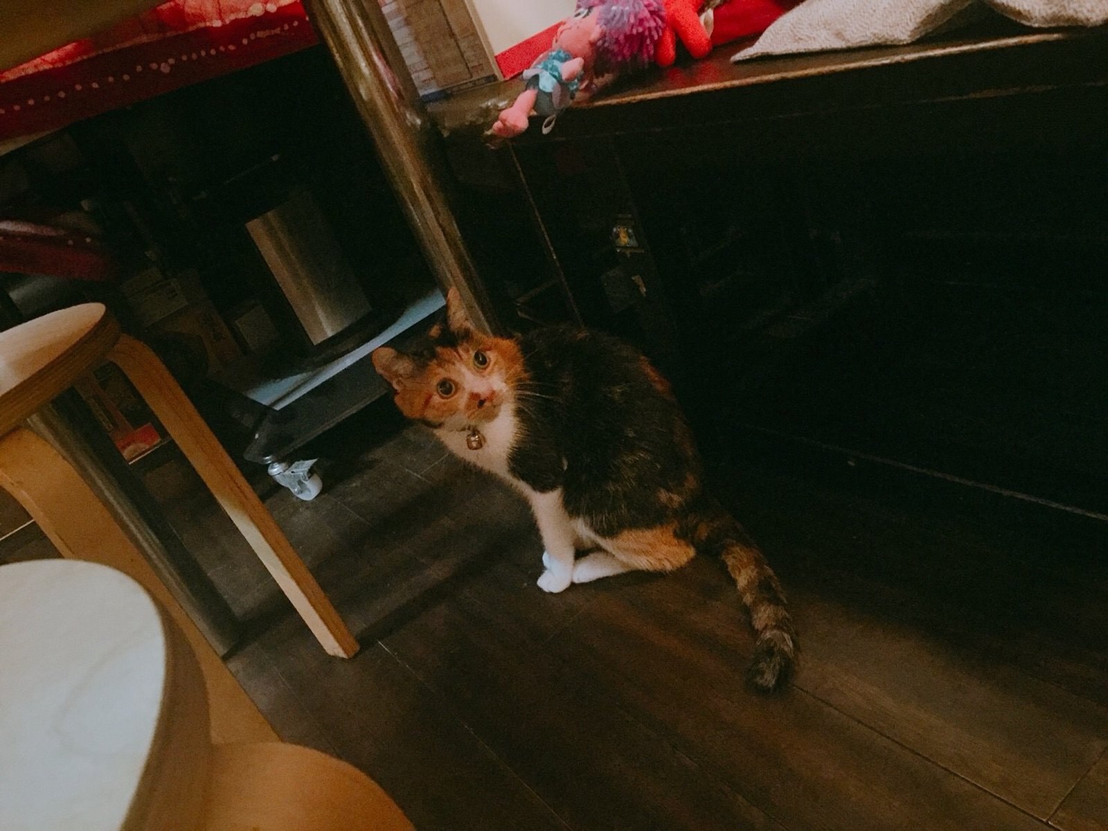 冬に行きたい神楽坂スポット 猫のいる古民家カフェからの女子大好きな フォンデュ Playlife プレイライフ