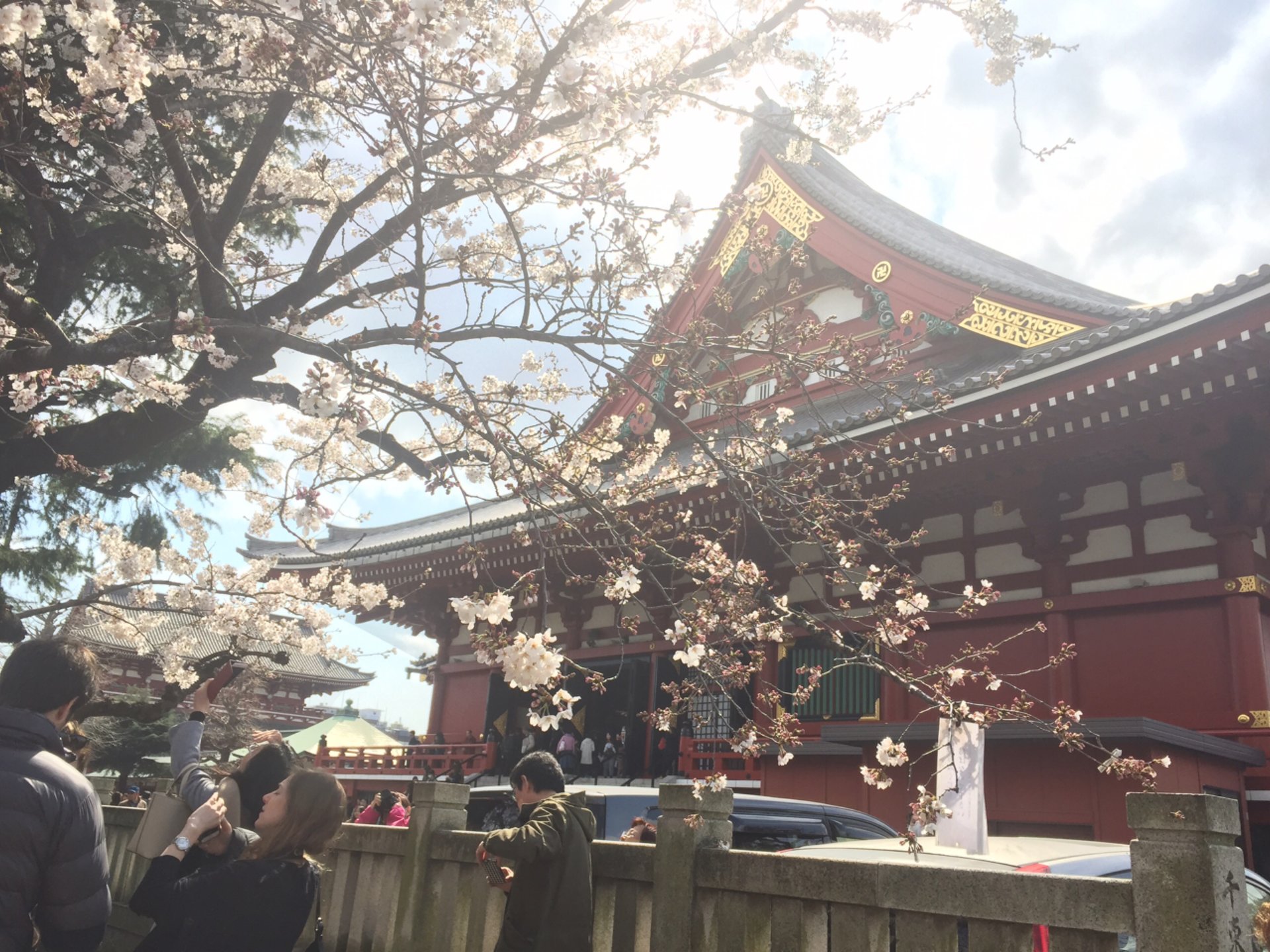 【お花見もできる浅草のいいとこ取りデートプラン】有名天丼や花やしき、浅草寺、夜桜まで盛り沢山！