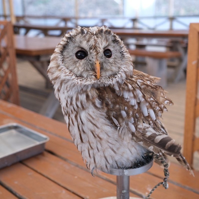 袖ヶ浦ふれあいどうぶつ縁