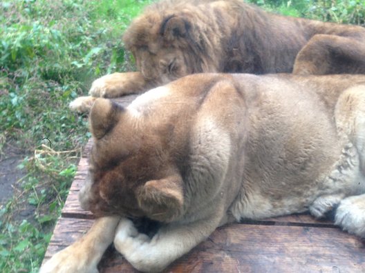 旭川市旭山動物園