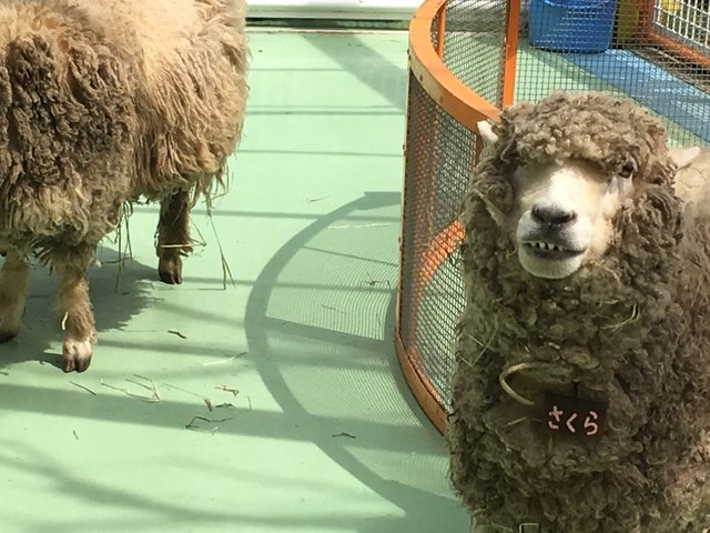 東京都内 近郊の動物園 これで絶対ハズさない おすすめ動物園10選 Playlife プレイライフ