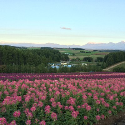 四季彩の丘