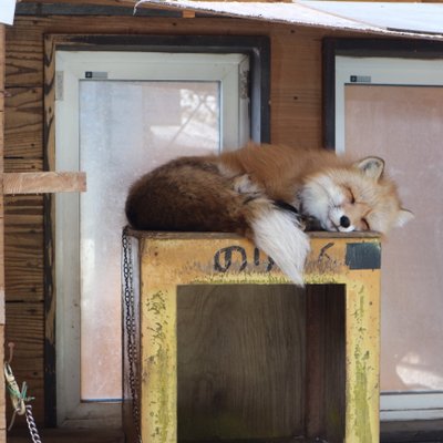 宮城蔵王キツネ村