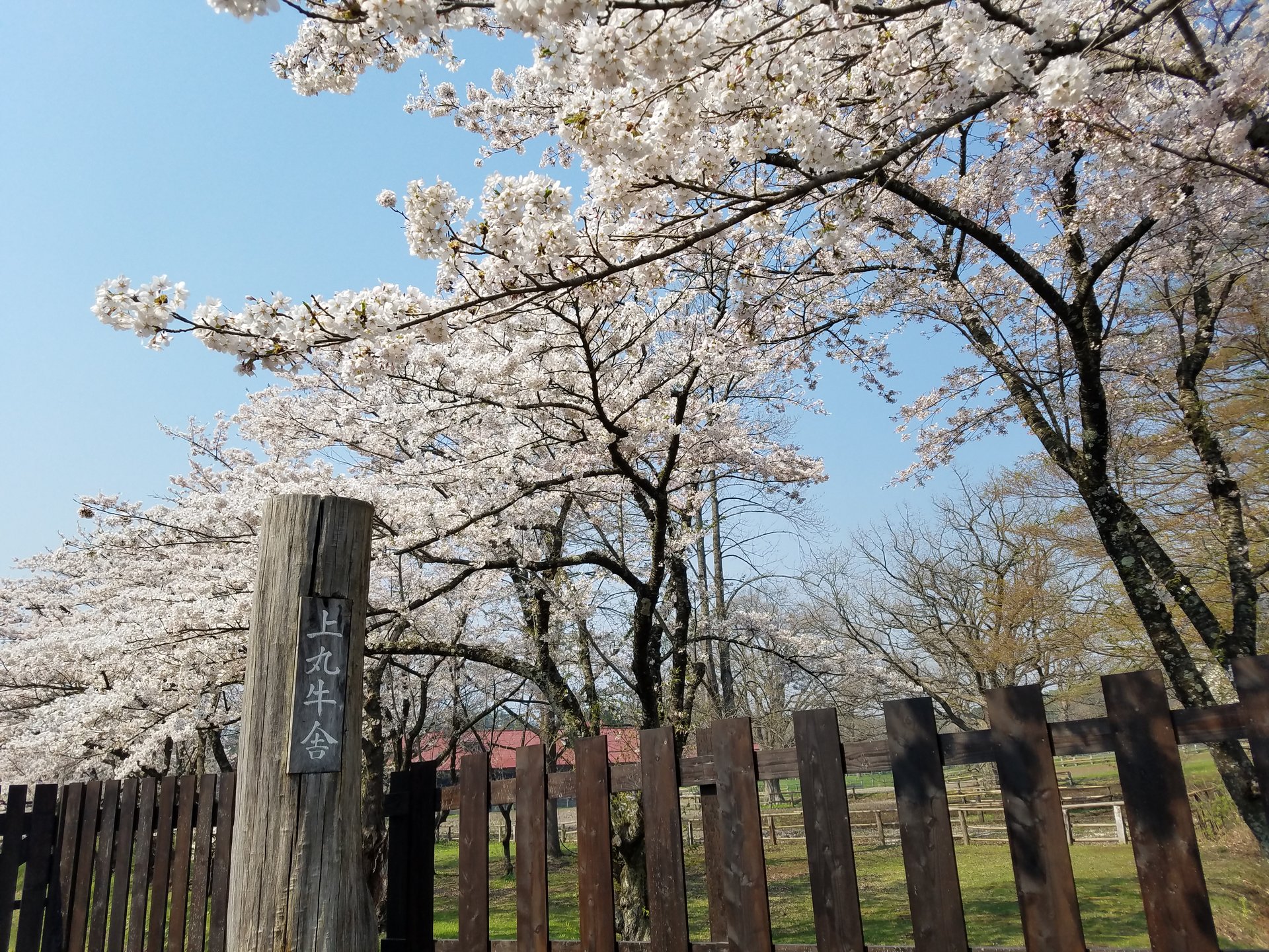 小岩井農場 上丸牛舎