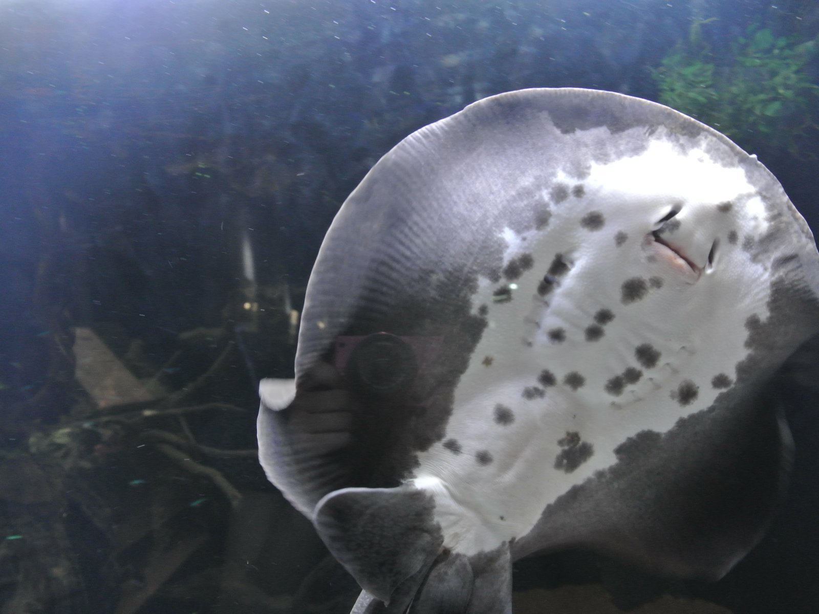 竹島水族館