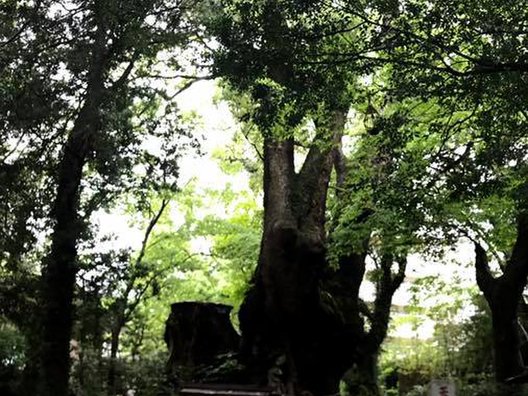 来宮神社