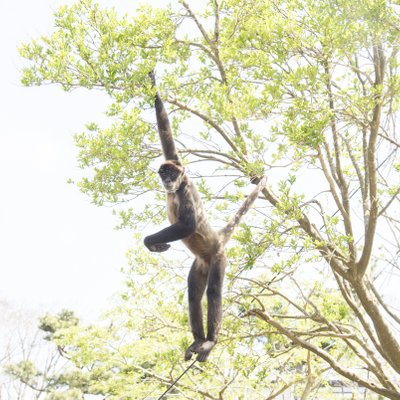 伊豆シャボテン動物公園