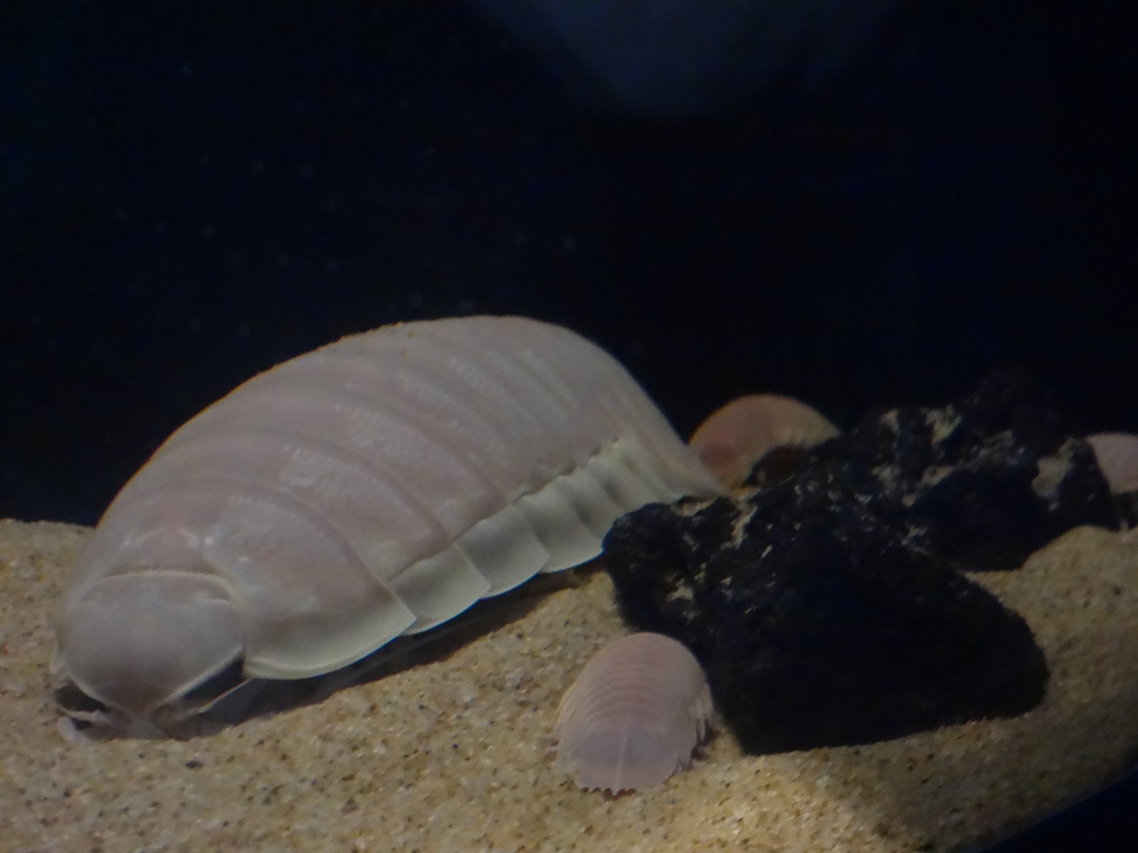 サンシャイン水族館