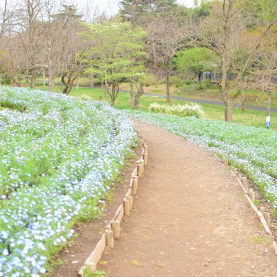 国営昭和記念公園