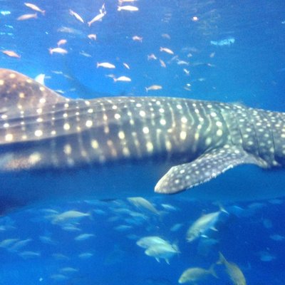 沖縄美ら海水族館