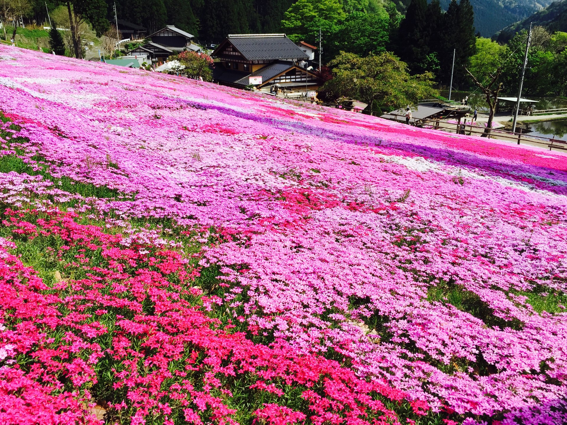 【2016年GWに岐阜へ行くべきたった１つの理由】満開の國田家の芝桜を見に行こう！