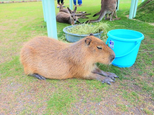 滋賀農業公園ブルーメの丘