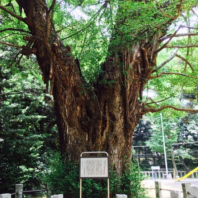 赤坂氷川神社のイチョウ