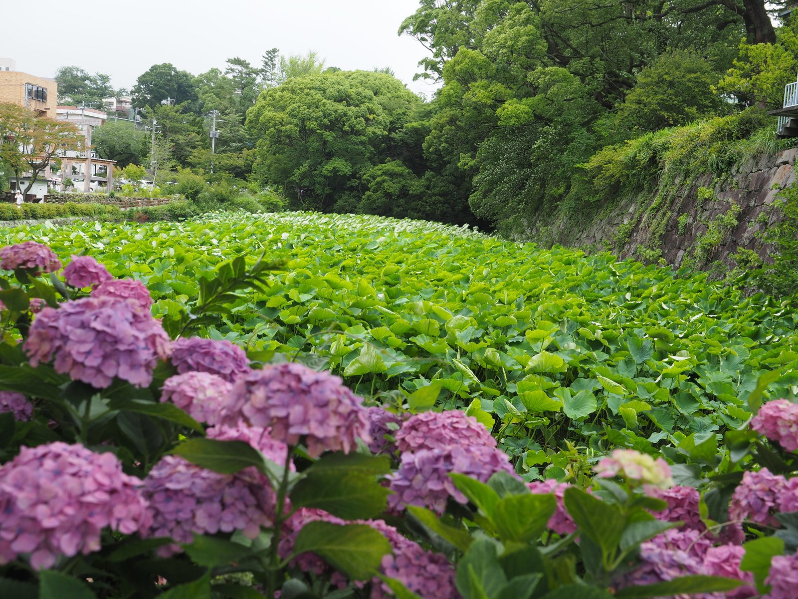 小田原城