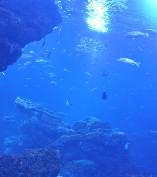 京都水族館