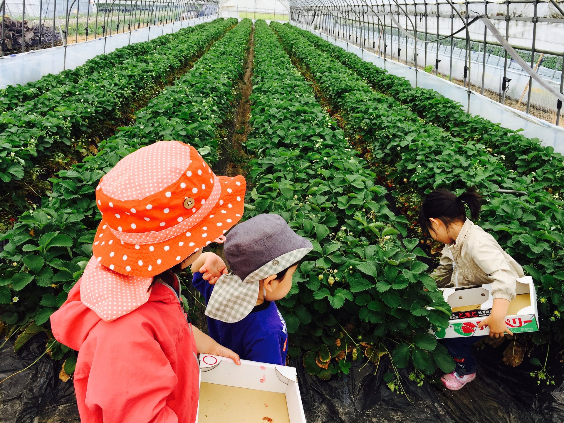 5月・6月は格安でイチゴ狩り！今シーズン最後のチャンス！東北道の休憩は佐野SAでうさぎと触れ合い♡