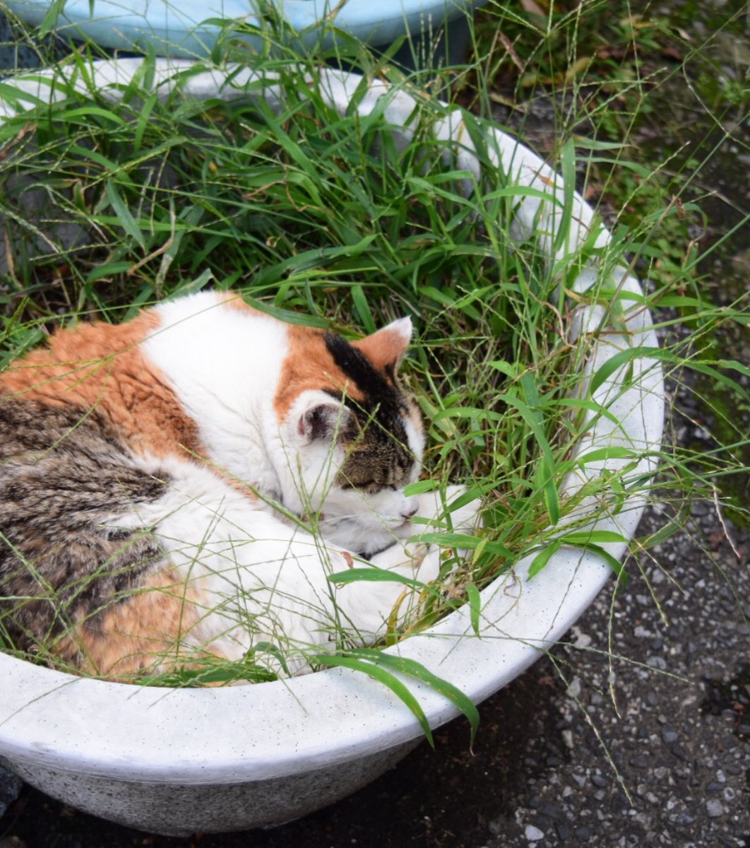 猫好き必見】猫の街「谷中銀座商店街」はまさに夢のようなスポットだっ 