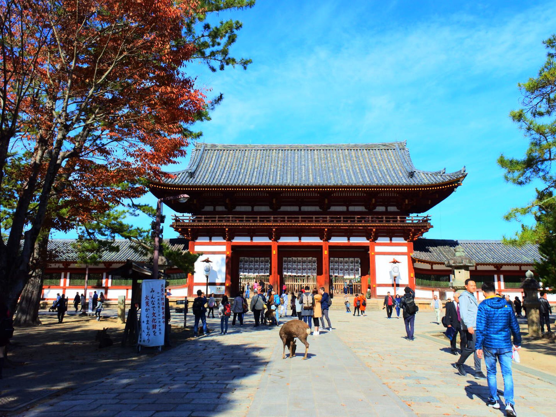 【関西・紅葉】1人旅にオススメ！奈良の人気観光スポットで秋を満喫しよう！