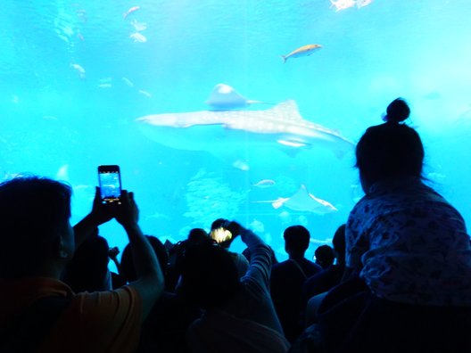 沖縄美ら海水族館