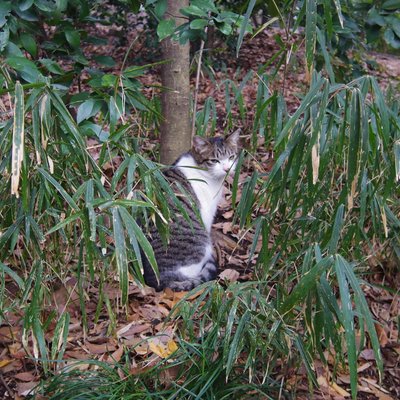 代々木八幡宮