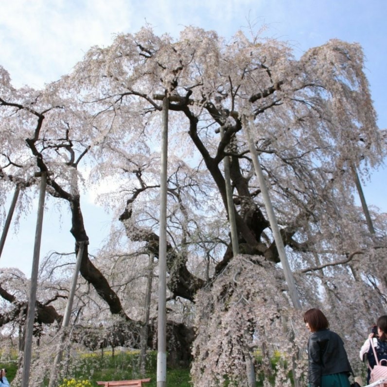 三春滝桜