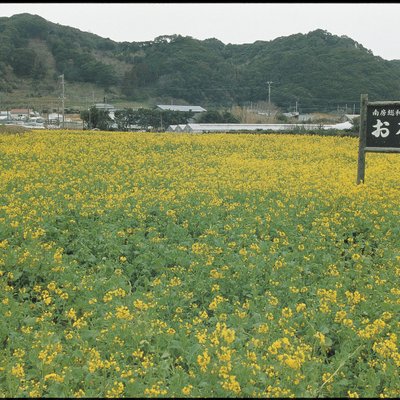 和田の花畑