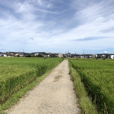 座間市ひまわり畑(神奈川)