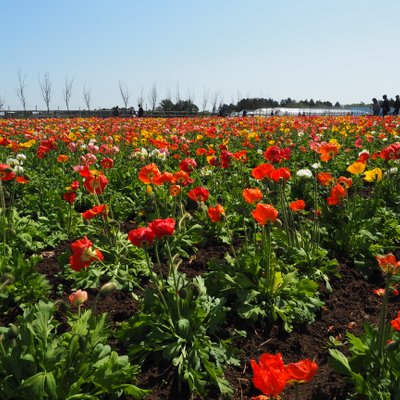 富田さとにわ耕園