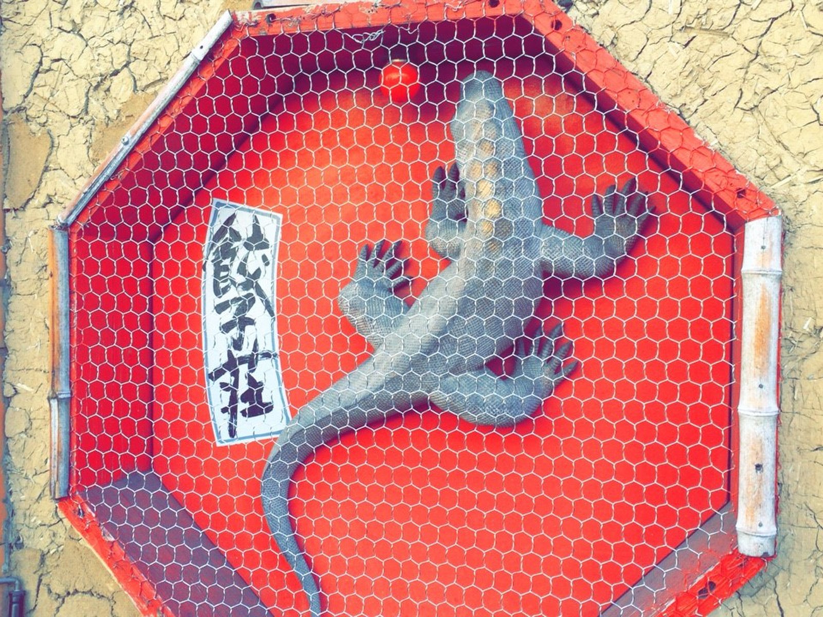 餃子荘 紅蜥蜴